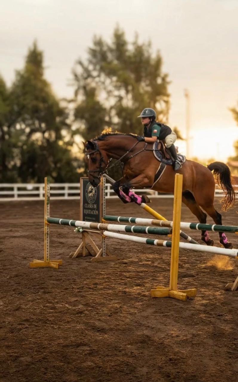 Jinete y caballo realizando un salto en una pista ecuestre